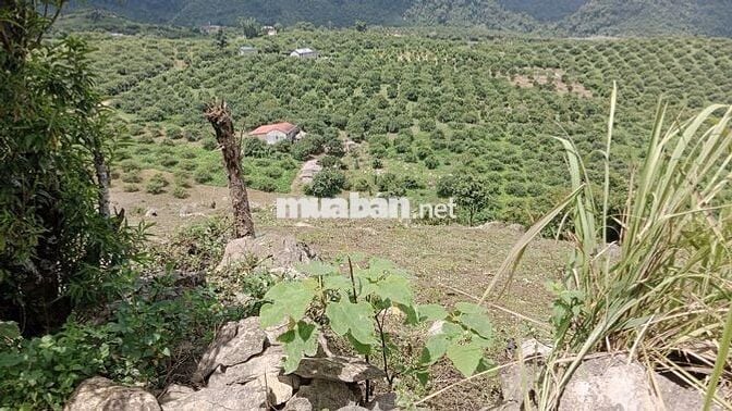 Cực hiếm ở Mộc Châu: 1,9 hecta 1 suối 4 mó nước quanhnăm 1 đồi săn mây