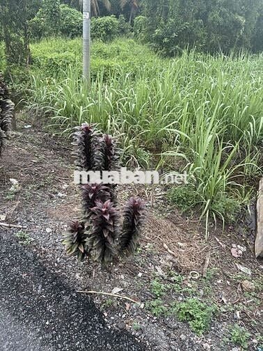 đất cây lâu năm, tiếp giáp lộ nhựa oto, cách trung tâm Búng Tàu 1km