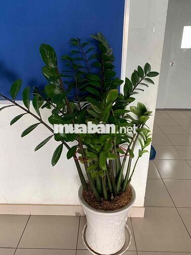 CHÍNH CHỦ BÁN nhà cần ra đi nước ngoài định cư