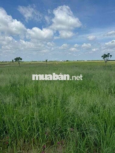 5000m2 Mặt Tiền Nhựa đối diện Công Ty Việt Long Hưng