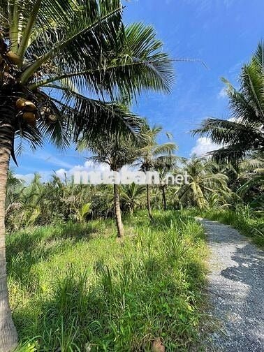 222m² đất vườn ven sông Cửa Tiểu – giá chỉ 160 triệu! 🌿🍍🌱