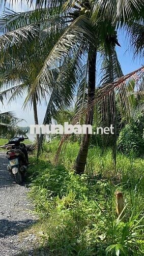 222m² đất vườn ven sông Cửa Tiểu – giá chỉ 160 triệu! 🌿🍍🌱