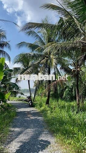 222m² đất vườn ven sông Cửa Tiểu – giá chỉ 160 triệu! 🌿🍍🌱