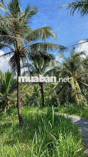 222m² đất vườn ven sông Cửa Tiểu – giá chỉ 160 triệu! 🌿🍍🌱