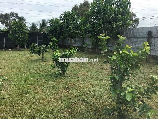 Đất vườn, 1000m2 có 100m2 thổ cư 250 triệu tại Chơn Thành, Bình Phước