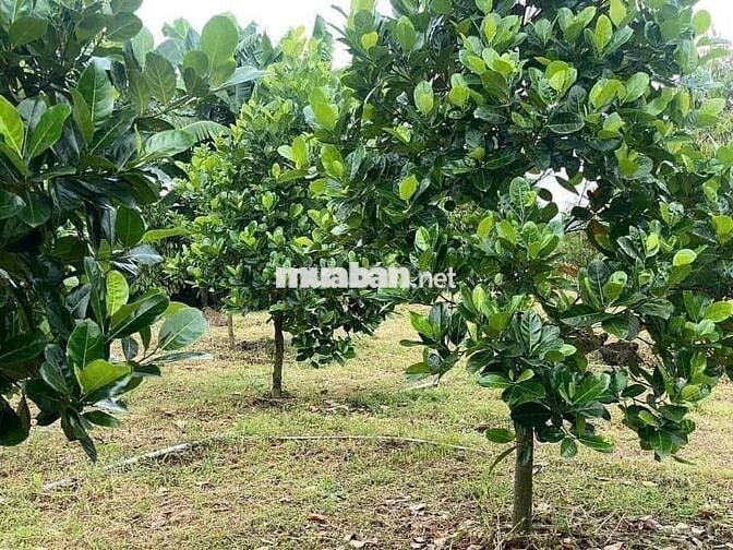 Đất vườn, 1000m2 có 100m2 thổ cư 250 triệu tại Chơn Thành, Bình Phước