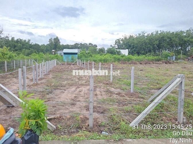 2 LÔ LIỀN KỀ. ĐƯỜNG BÊ TÔNG 5x31m FULL THỔ CƯ. CHỈ 490Tr