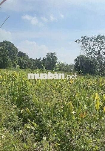 BĐS view suối nước quanh năm, hẻm ô tô, gần trường, gần chợ