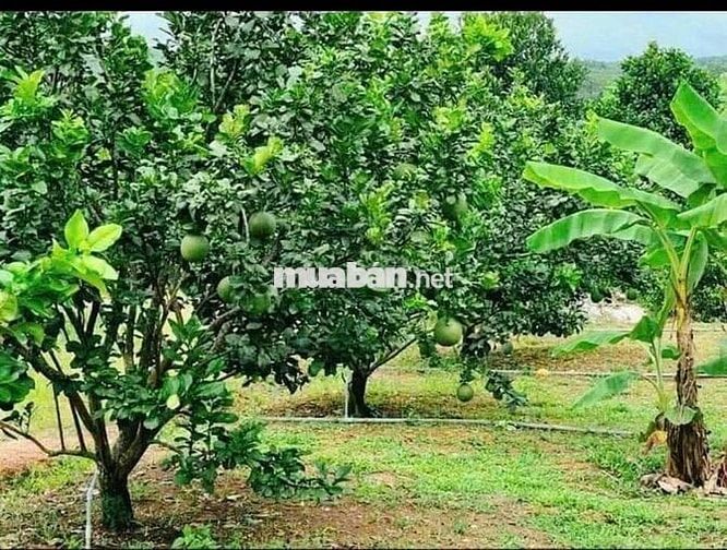 Đất vườn, 1000m2 có 100m2 thổ cư 250 triệu tại Chơn Thành, Bình Phước