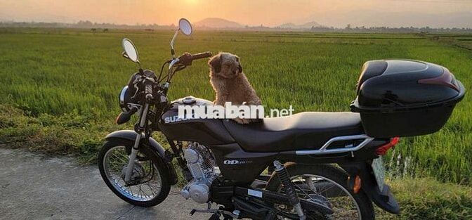 Bán xe Suz GD110 mình đang dùng