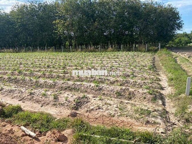 Chính chủ cần bán lô đất full thổ cư cách 100m đường nhựa