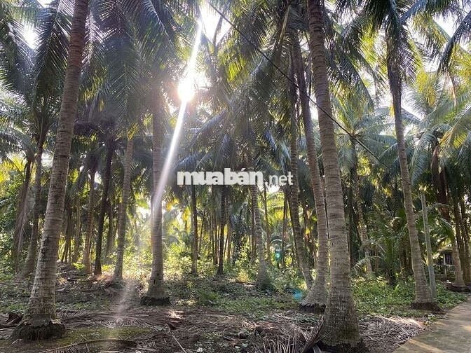 Cần bán đất sẵn thổ cư cách Nam Hải 1km