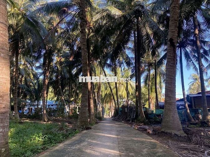 Cần bán đất sẵn thổ cư cách Nam Hải 1km