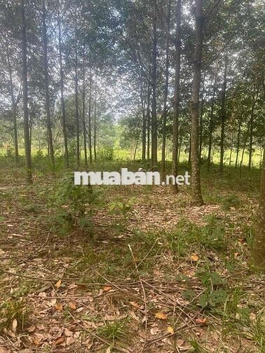 CHỦ GỬI ĐẤT LÀM KHO XƯỞNG TẠI TÂY NINH