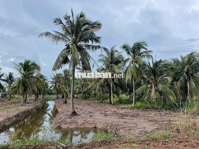 280 Triệu/1.000m² – Cơ hội đầu tư đất vườn ven sông hiếm có 🌴🌊