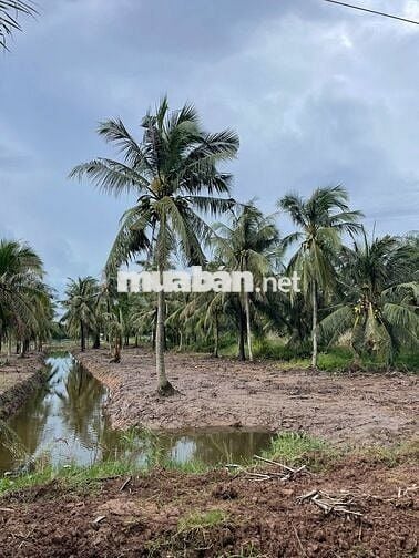 280 Triệu/1.000m² – Cơ hội đầu tư đất vườn ven sông hiếm có 🌴🌊