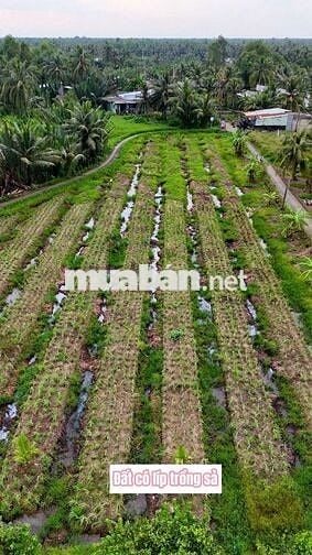 🌿Đất vườn 367m² có 100m² thổ cư – cù lao Tân Phú Đông, chỉ 360 triệu