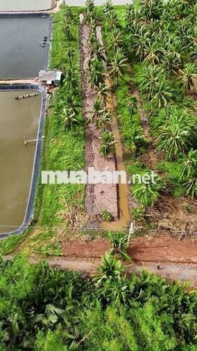 280 Triệu/1.000m² – Cơ hội đầu tư đất vườn ven sông hiếm có 🌴🌊