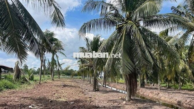 280 Triệu/1.000m² – Cơ hội đầu tư đất vườn ven sông hiếm có 🌴🌊