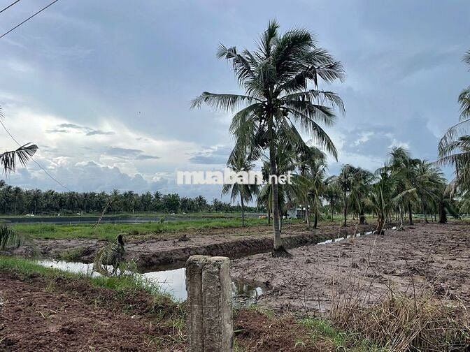 280 Triệu/1.000m² – Cơ hội đầu tư đất vườn ven sông hiếm có 🌴🌊