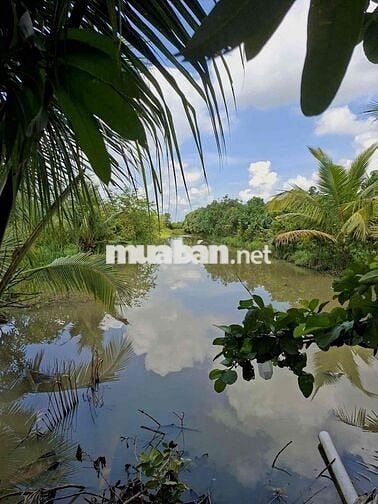 Bán Đất ruộng đã lên vườn ở Mương Hội Đồng Thu, Phường Mỹ Hoà cũ, AG