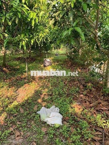 Bán Đất ruộng đã lên vườn ở Mương Hội Đồng Thu, Phường Mỹ Hoà cũ, AG