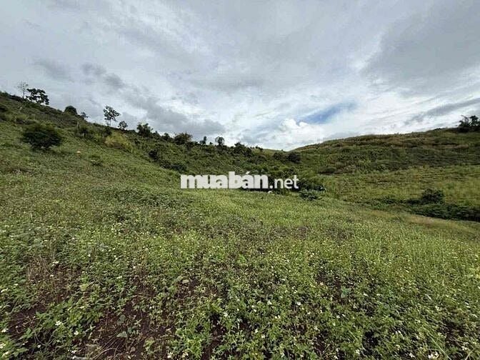 nợ ngân hàng bán gấp 2ha ngay dân cư trồng caffe thoải mái