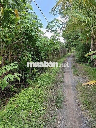 Bán Đất ruộng đã lên vườn ở Mương Hội Đồng Thu, Phường Mỹ Hoà cũ, AG