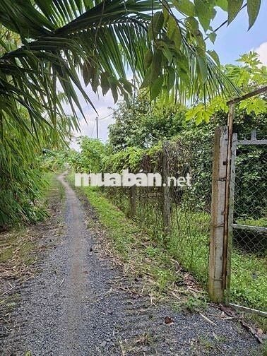 Bán Đất ruộng đã lên vườn ở Mương Hội Đồng Thu, Phường Mỹ Hoà cũ, AG