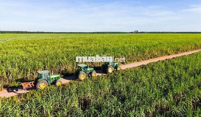 Bán đất nông nghiệp giá rẻ Đak Lak (Miễn tiếp trả giá)