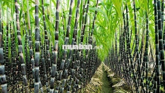 Bán đất nông nghiệp giá rẻ Đak Lak (Miễn tiếp trả giá)