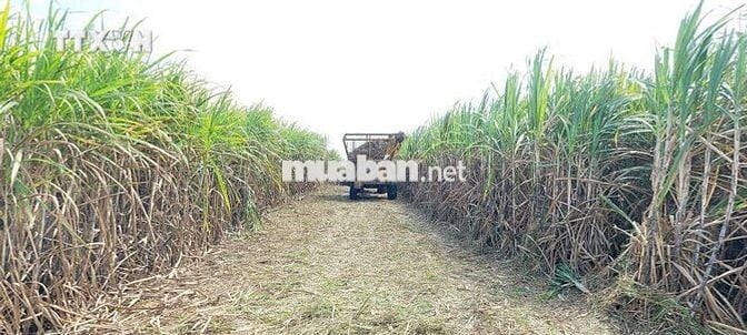 Bán đất nông nghiệp giá rẻ Đak Lak (Miễn tiếp trả giá)