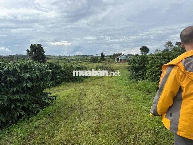 nợ ngân hàng bán gấp 2ha ngay dân cư trồng caffe thoải mái