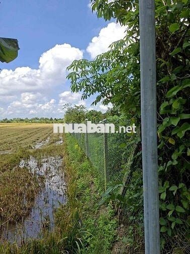 Bán Đất ruộng đã lên vườn ở Mương Hội Đồng Thu, Phường Mỹ Hoà cũ, AG
