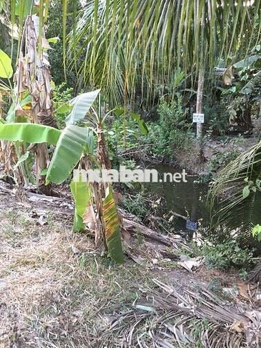 CHÍNH CHỦ CẦN BÁN Tại Tân Trung Giồng A, Hiếu Trung, Tiểu Cần,Trà Vinh