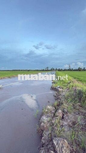 CẦN BÁN GẤP 11.000m² – XÃ TIỂU CẦN, VĨNH LONG