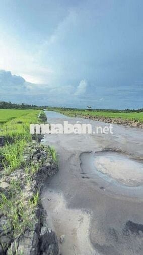 CẦN BÁN GẤP 11.000m² – XÃ TIỂU CẦN, VĨNH LONG