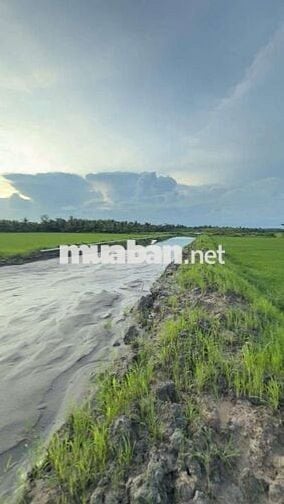 CẦN BÁN GẤP 11.000m² – XÃ TIỂU CẦN, VĨNH LONG