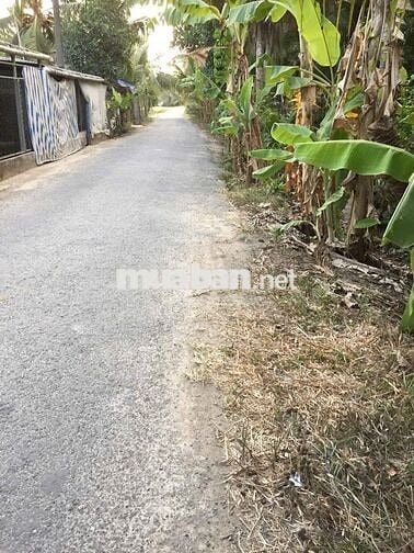 CHÍNH CHỦ CẦN BÁN Tại Tân Trung Giồng A, Hiếu Trung, Tiểu Cần,Trà Vinh