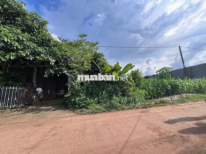 Bán lô đất mặt tiền QL14 xã Cư Jut Lâm Đồng mới đối diện KCN Tâm Thắng
