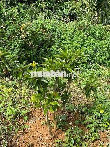 chính chù cần bán nhà giá rẻ Di Linh - Lâm Đồng