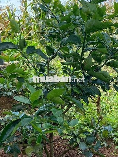 chính chù cần bán nhà giá rẻ Di Linh - Lâm Đồng