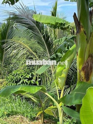 chính chù cần bán nhà giá rẻ Di Linh - Lâm Đồng