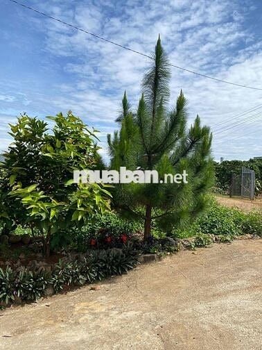 chính chù cần bán nhà giá rẻ Di Linh - Lâm Đồng