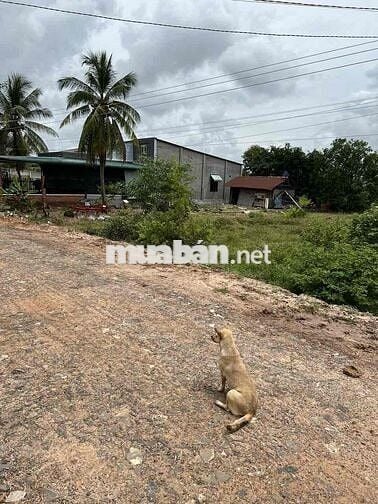 Đất Long Giang- Bến Cầu-Tây Ninh