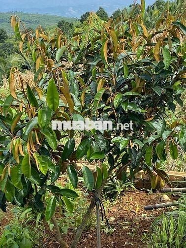 chính chù cần bán nhà giá rẻ Di Linh - Lâm Đồng