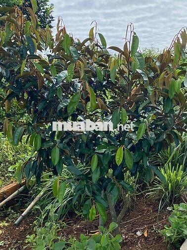 chính chù cần bán nhà giá rẻ Di Linh - Lâm Đồng