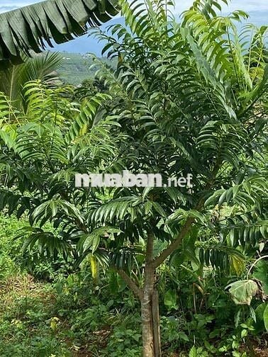 chính chù cần bán nhà giá rẻ Di Linh - Lâm Đồng