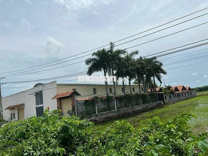 Chính chủ cần bán 2480m2 Full thổ cư Lợi Thuận - Bến Cầu - Tây Ninh