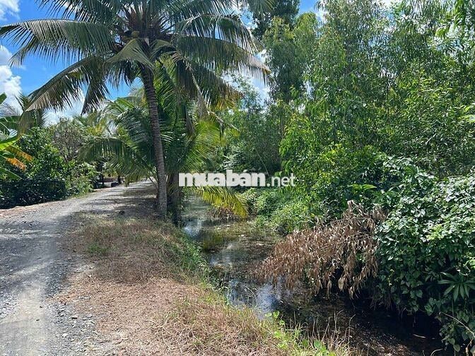 Bán đất 1184m2, gần chợ Bình Hoà Nam, Đức Huệ, Long An